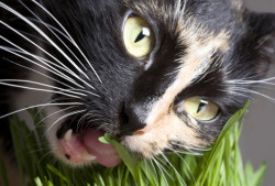 jiu_rf_photo_of_cat_eating_grass