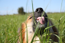 my_weird_dog_eating_grass_by_lapetitebelge-d3kyc66