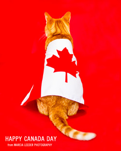 canada_day_cat-6