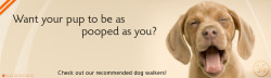 Want your pup to be as pooped as you? Visit our blog for recommended dog walkers!